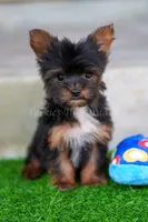 Lorenzo 3.5-4lbs full grown, a male Yorkshire Terrier for sale in Agoura Hills, CA – Photo 4 of 4