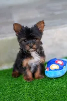 Lorenzo 3.5-4lbs full grown, a male Yorkshire Terrier for sale in Agoura Hills, CA – Photo 3 of 4