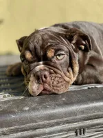 Bam Bam, a female English Bulldog for sale in Agoura Hills, CA – Photo 3 of 9