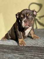 Bam Bam, a female English Bulldog for sale in Agoura Hills, CA – Photo 4 of 9