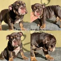 Bam Bam, a female English Bulldog for sale in Agoura Hills, CA – Photo 7 of 9