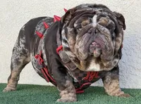 Bam Bam, a female English Bulldog for sale in Agoura Hills, CA – Photo 6 of 9