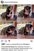 Bam Bam, a female English Bulldog for sale in Agoura Hills, CA – Photo 5 of 9