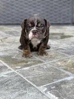 Bam Bam, a female English Bulldog for sale in Agoura Hills, CA – Photo 9 of 9