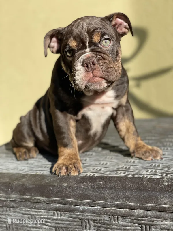 Bam Bam, a female English Bulldog for sale in Agoura Hills, CA – Photo 1 of 9