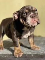 Bam Bam, a female English Bulldog for sale in Agoura Hills, CA – Photo 2 of 9