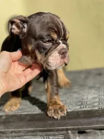 Bam Bam, a female English Bulldog for sale in Agoura Hills, CA – Photo 8 of 9