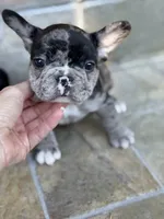 Jettson, a male French Bulldog for sale in Agoura Hills, CA – Photo 1 of 3