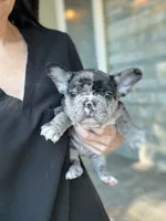 Jettson, a male French Bulldog for sale in Agoura Hills, CA – Photo 2 of 3