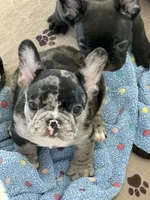 Jettson, a male French Bulldog for sale in Agoura Hills, CA – Photo 3 of 3