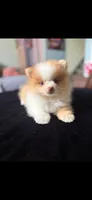 Cream boy, a male Pomeranian for sale in Los Angeles, CA – Photo 4 of 7
