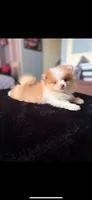 Cream boy, a male Pomeranian for sale in Los Angeles, CA – Photo 1 of 7
