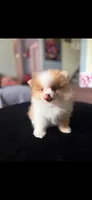 Cream boy, a male Pomeranian for sale in Los Angeles, CA – Photo 3 of 7