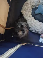 Teonna , a female Shih Tzu and Poodle - Miniature  for sale in Cleveland, OH – 2 of 3