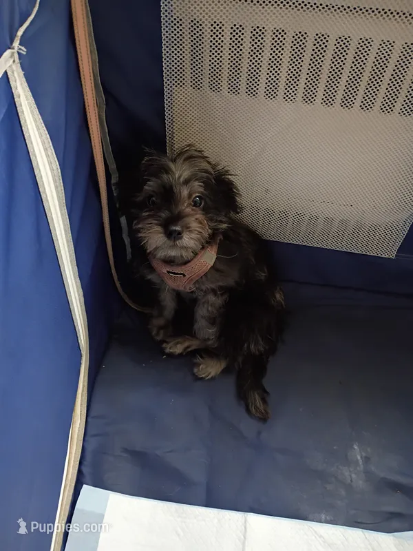 Teonna  – Shih Tzu, Poodle - Miniature  puppy for sale in Cleveland, OH