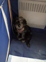 Teonna , a female Shih Tzu and Poodle - Miniature  for sale in Cleveland, OH – 1 of 3