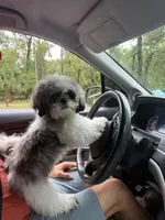 Tobby , a male Shih Tzu for sale in Naples, FL – Photo 4 of 4