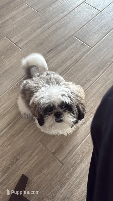 Tobby  – Shih Tzu puppy for sale in Naples, FL