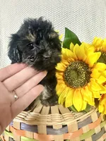 Benny, a male Yorkipoo for sale in Blairsville, GA – 2 of 6