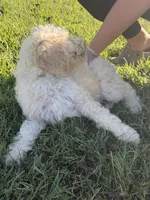 Kate, a female Poodle - Standard  for sale in Blairsville, GA – 5 of 6