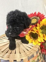 Bolt, a male Yorkipoo for sale in Blairsville, GA – 2 of 8