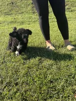 Tucker, a male Poodle - Standard  for sale in Blairsville, GA – 5 of 8
