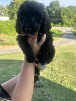 Tucker, a male Poodle - Standard  for sale in Blairsville, GA – 7 of 8