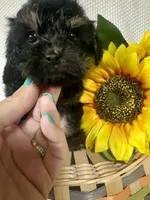 Benny, a male Yorkipoo for sale in Blairsville, GA – 6 of 6