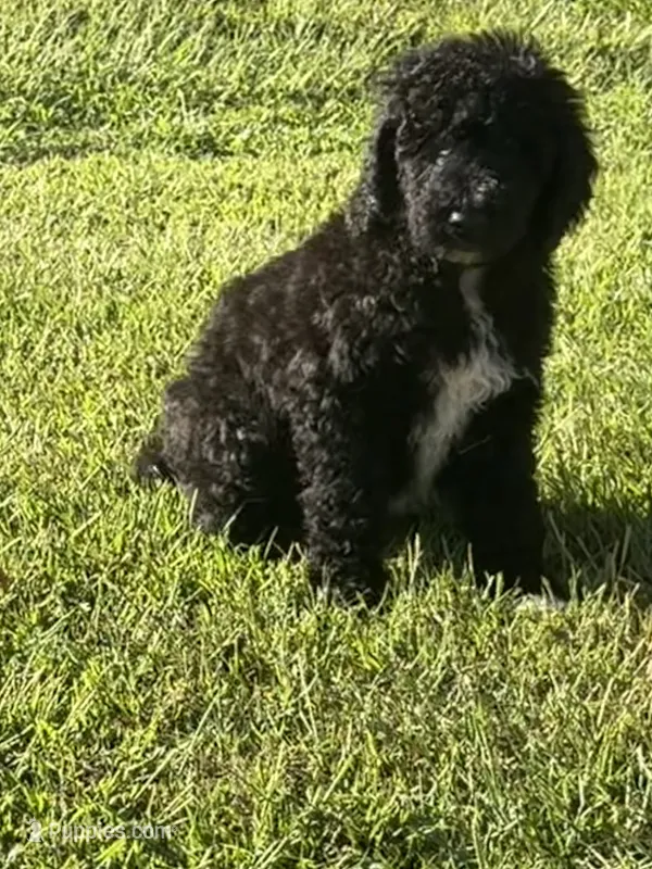 Tucker – Poodle - Standard  puppy for sale in Blairsville, GA
