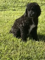 Tucker, a male Poodle - Standard  for sale in Blairsville, GA – 1 of 8
