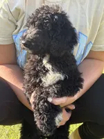 Tucker, a male Poodle - Standard  for sale in Blairsville, GA – 2 of 8