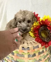 Jasper, a male Yorkipoo for sale in Blairsville, GA – 3 of 6