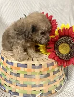 Jasper, a male Yorkipoo for sale in Blairsville, GA – 5 of 6