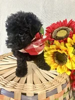 Bolt, a male Yorkipoo for sale in Blairsville, GA – 5 of 8