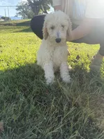 Kate, a female Poodle - Standard  for sale in Blairsville, GA – 4 of 6
