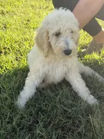 Kate, a female Poodle - Standard  for sale in Blairsville, GA – 2 of 6