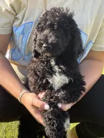 Tucker, a male Poodle - Standard  for sale in Blairsville, GA – 3 of 8