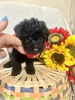 Bolt, a male Yorkipoo for sale in Blairsville, GA – 4 of 8