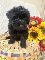 Bolt, a male Yorkipoo for sale in Blairsville, GA – 3 of 8