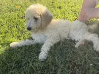 Kate, a female Poodle - Standard  for sale in Blairsville, GA – 6 of 6