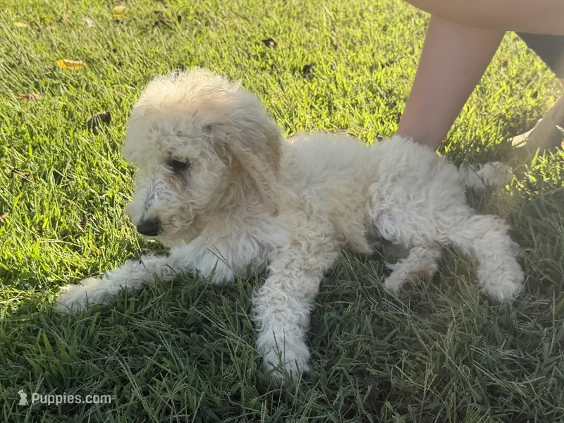 Kate – Poodle - Standard  puppy for sale in Blairsville, GA