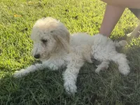 Kate, a female Poodle - Standard  for sale in Blairsville, GA – 1 of 6