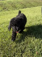 Tucker, a male Poodle - Standard  for sale in Blairsville, GA – 6 of 8