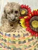 Jasper, a male Yorkipoo for sale in Blairsville, GA – 4 of 6
