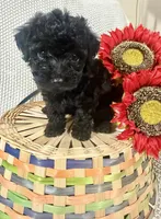 Bolt, a male Yorkipoo for sale in Blairsville, GA – 6 of 8