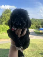 Tucker, a male Poodle - Standard  for sale in Blairsville, GA – 8 of 8