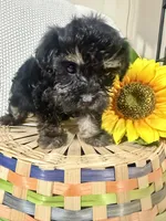 Benny, a male Yorkipoo for sale in Blairsville, GA – 5 of 6