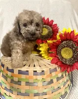 Jasper, a male Yorkipoo for sale in Blairsville, GA – 6 of 6