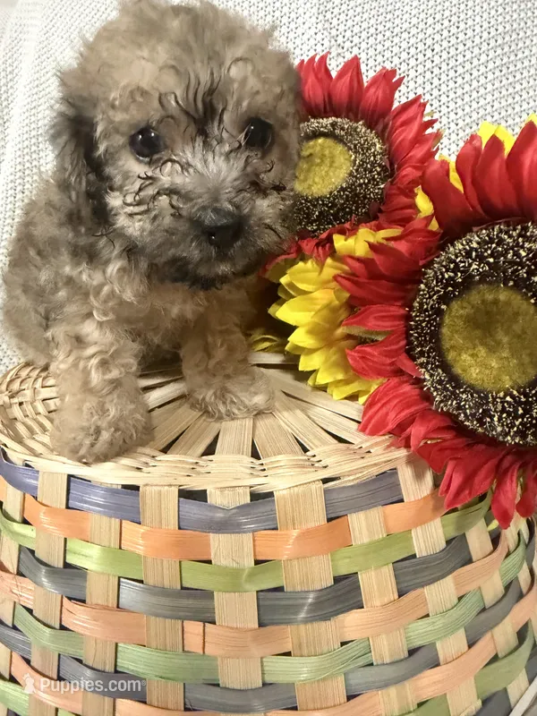 Jasper – Yorkipoo puppy for sale in Blairsville, GA