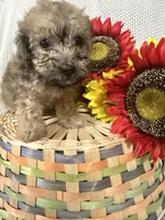 Jasper, a male Yorkipoo for sale in Blairsville, GA – 1 of 6